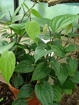 Piper cubeba